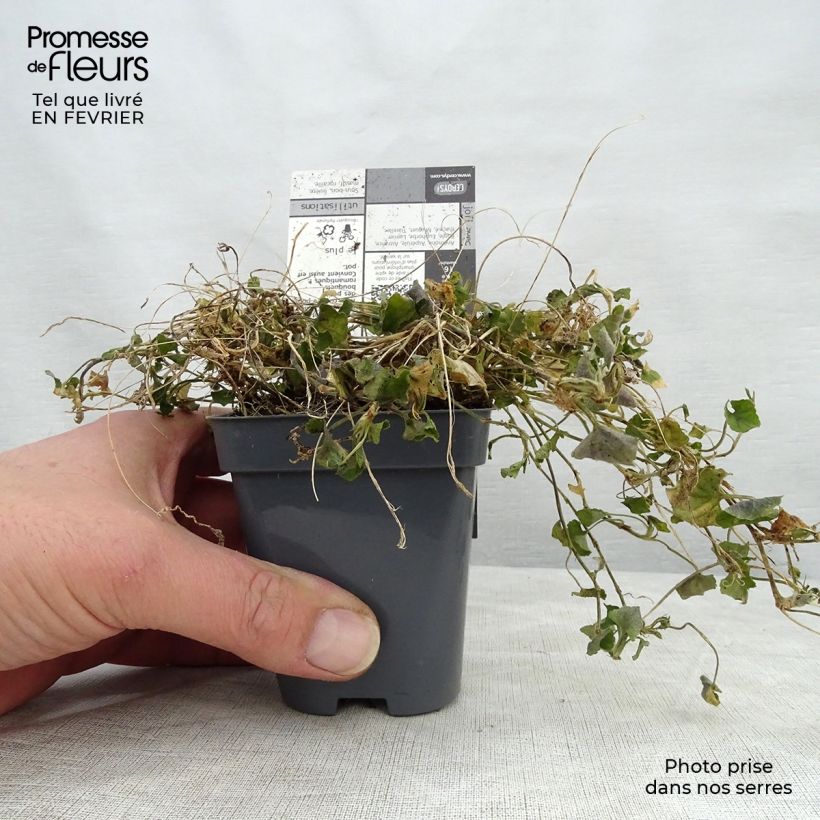 Amostra de Viola suavis Parme de Toulouse Vaso de 7/8 cm tal como entregue no inverno