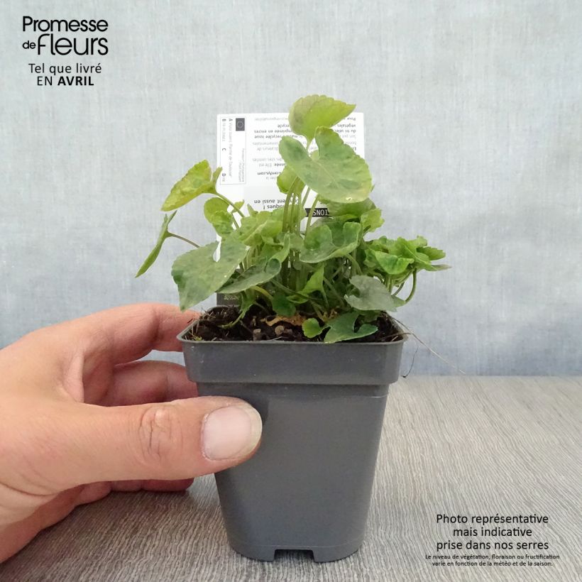 Amostra de Viola suavis Parme de Toulouse Vaso de 7/8 cm tal como entregue na primavera