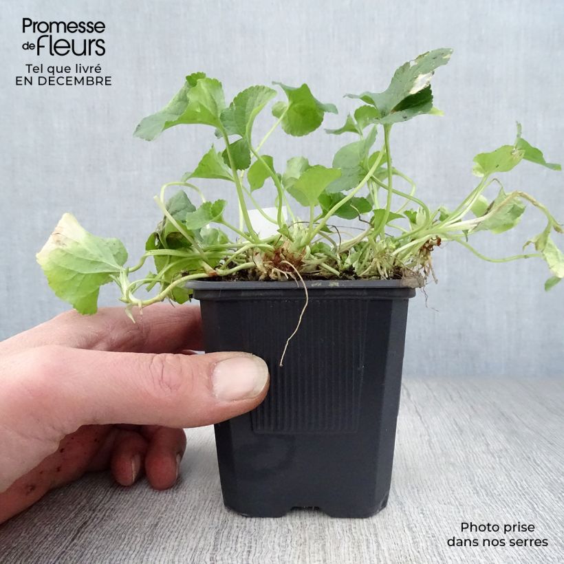 Amostra de Viola odorata Alba Vaso de 8/9 cm tal como entregue no inverno