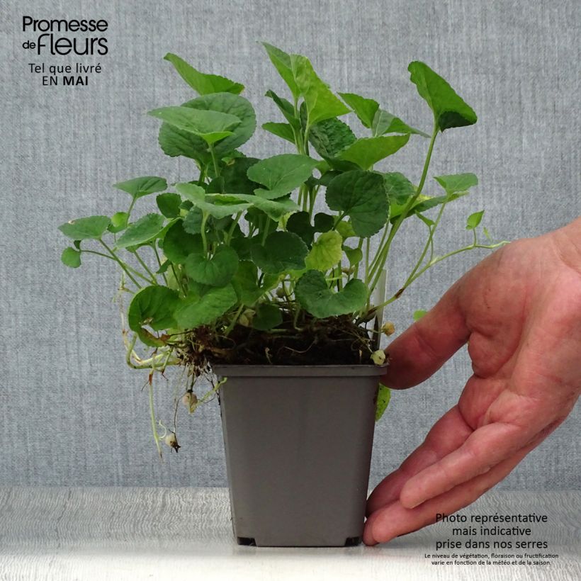 Amostra de Viola odorata Alba Vaso de 8/9 cm tal como entregue na primavera