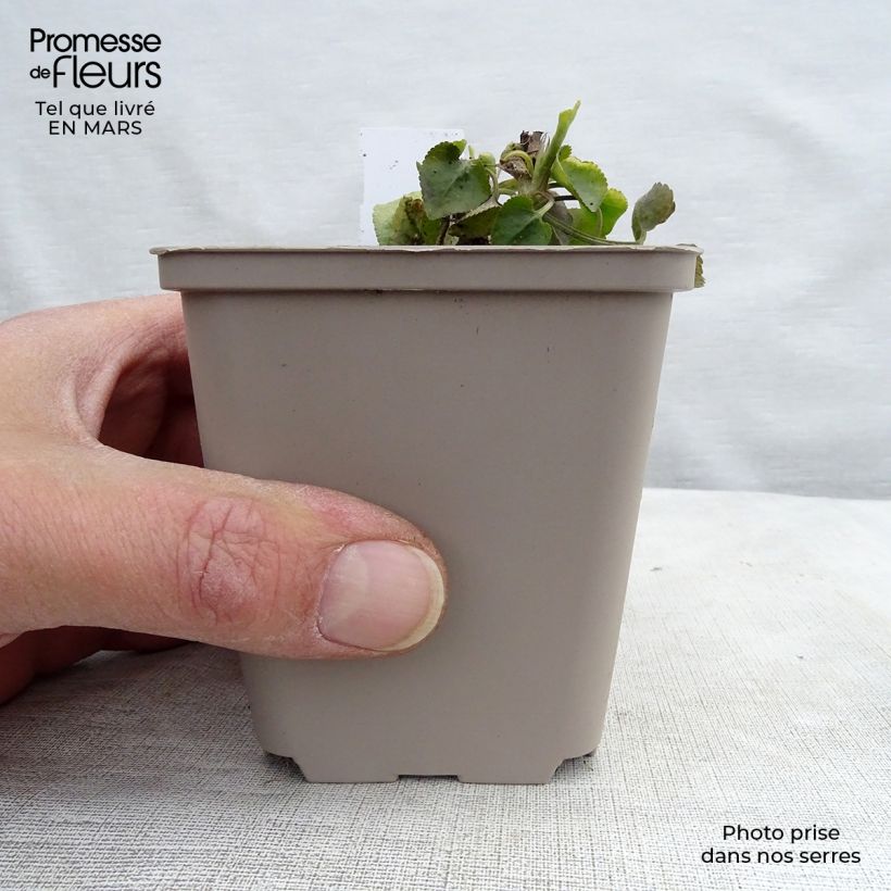 Amostra de Viola odorata Vaso de 8/9 cm tal como entregue na primavera