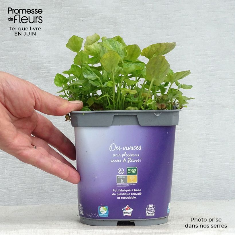 Amostra de Viola odorata Plena Vaso de 2 L/3 L tal como entregue no verão
