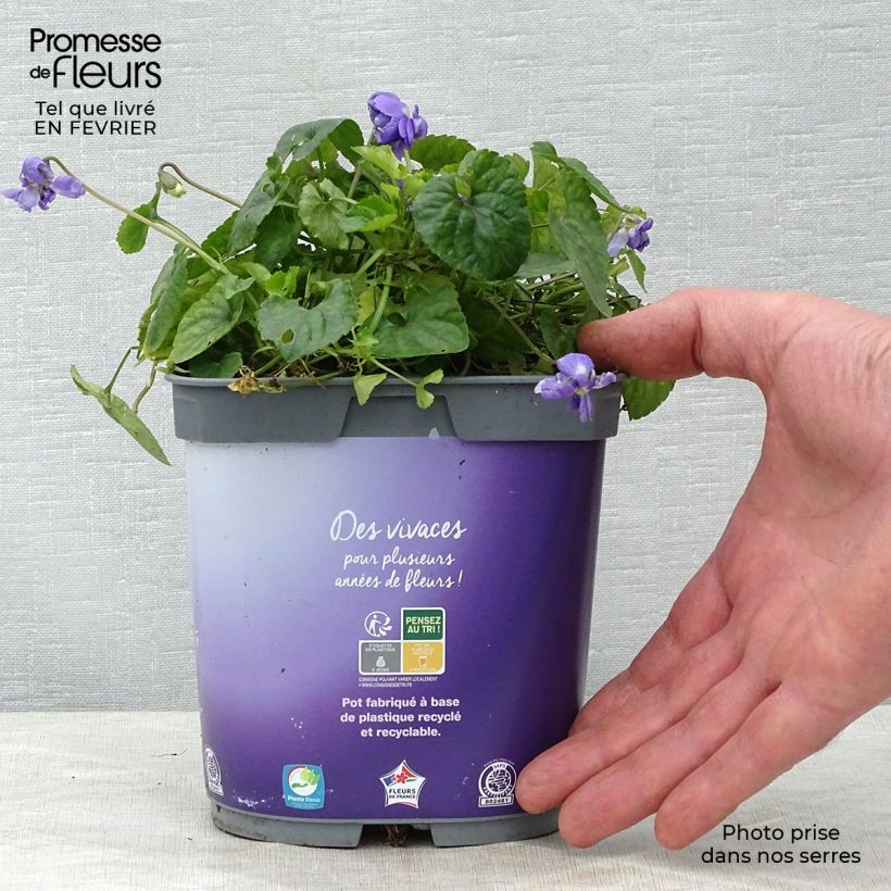Amostra de Viola odorata Plena Vaso de 2 L/3 L tal como entregue no inverno