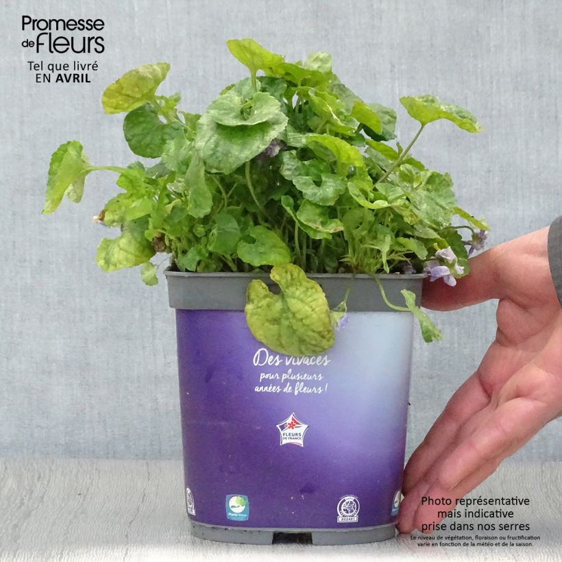Amostra de Viola odorata Plena Vaso de 2 L/3 L tal como entregue na primavera