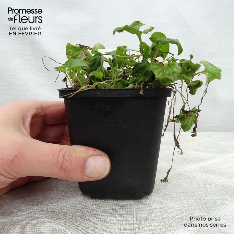 Amostra de Violette odorante - Viola odorata Red Charm Vaso de 8/9 cm tal como entregue no inverno