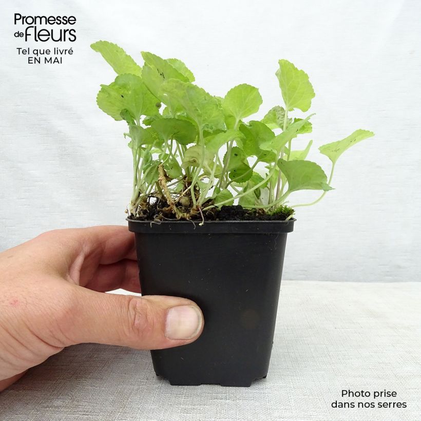 Amostra de Viola odorata Red Charm Vaso de 8/9 cm tal como entregue na primavera