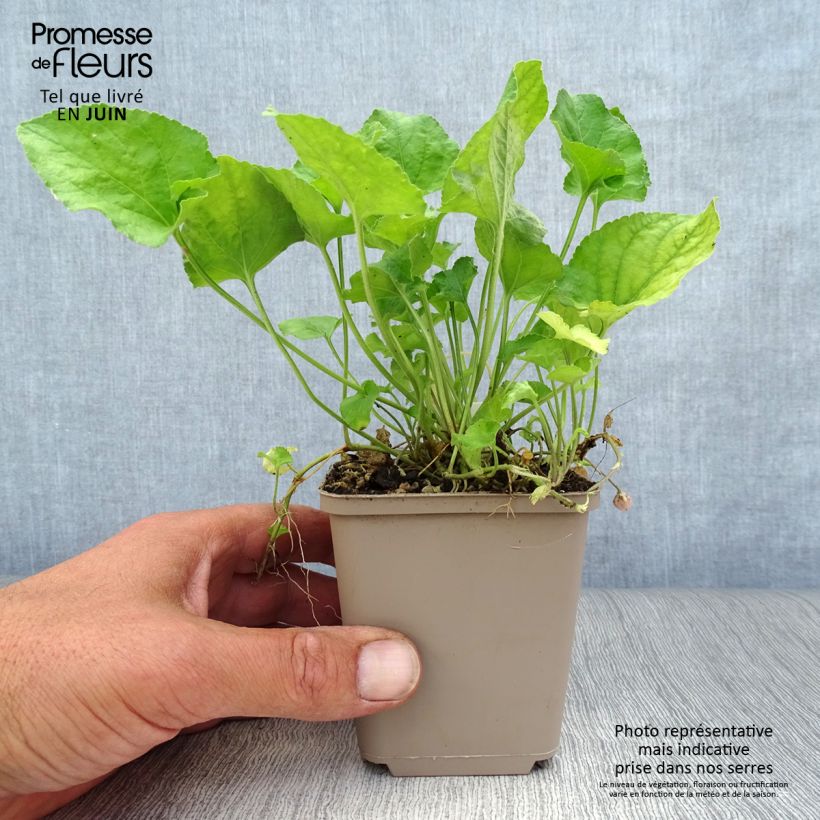 Amostra de Viola odorata Red Charm Vaso de 8/9 cm tal como entregue no verão