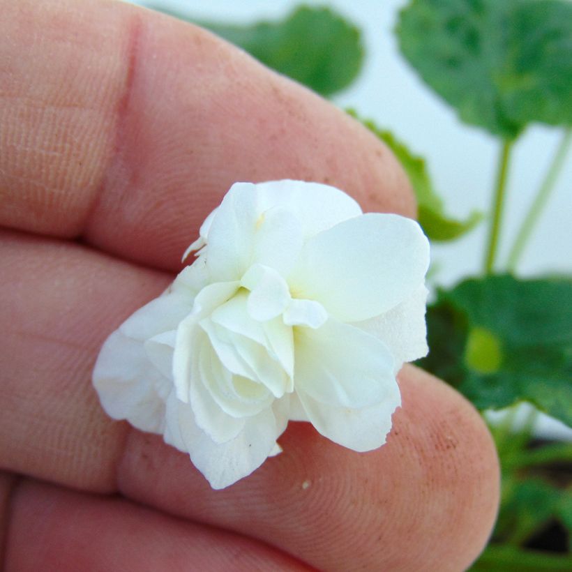 Viola odorata Reine Des Blanches (Floração)