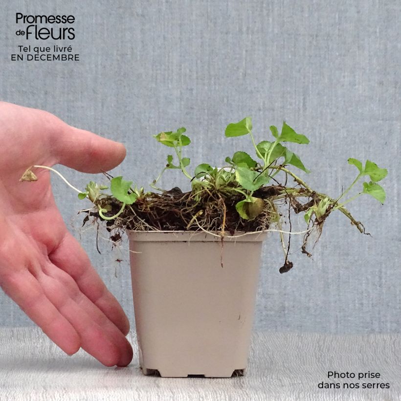 Amostra de Viola odorata Reine Des Blanches Vaso de 8/9 cm tal como entregue no inverno