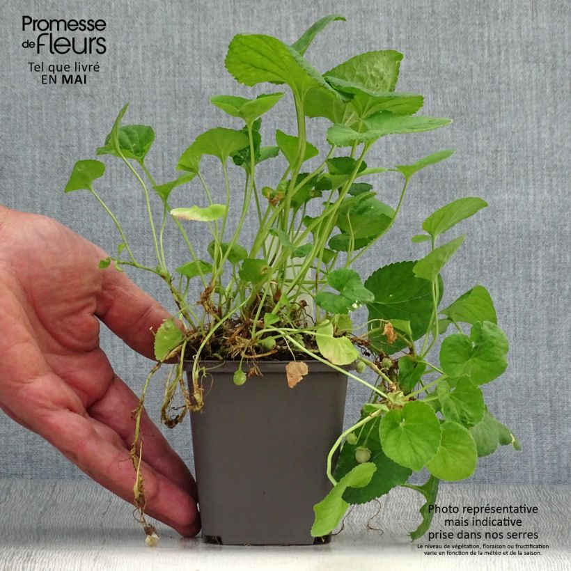 Amostra de Viola odorata Reine Des Blanches Vaso de 8/9 cm tal como entregue na primavera