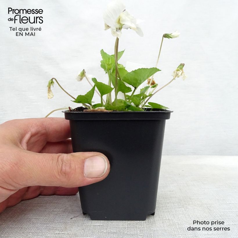Amostra de Viola sororia Albiflora Vaso de 8/9 cm tal como entregue na primavera