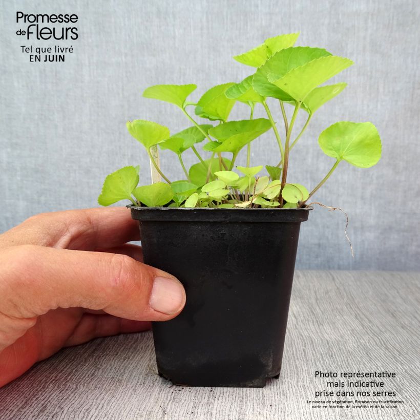 Amostra de Viola sororia Albiflora Vaso de 8/9 cm tal como entregue no verão