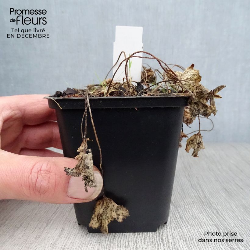 Amostra de Violette vivace - Viola sororia Albiflora Vaso de 8/9 cm tal como entregue no inverno