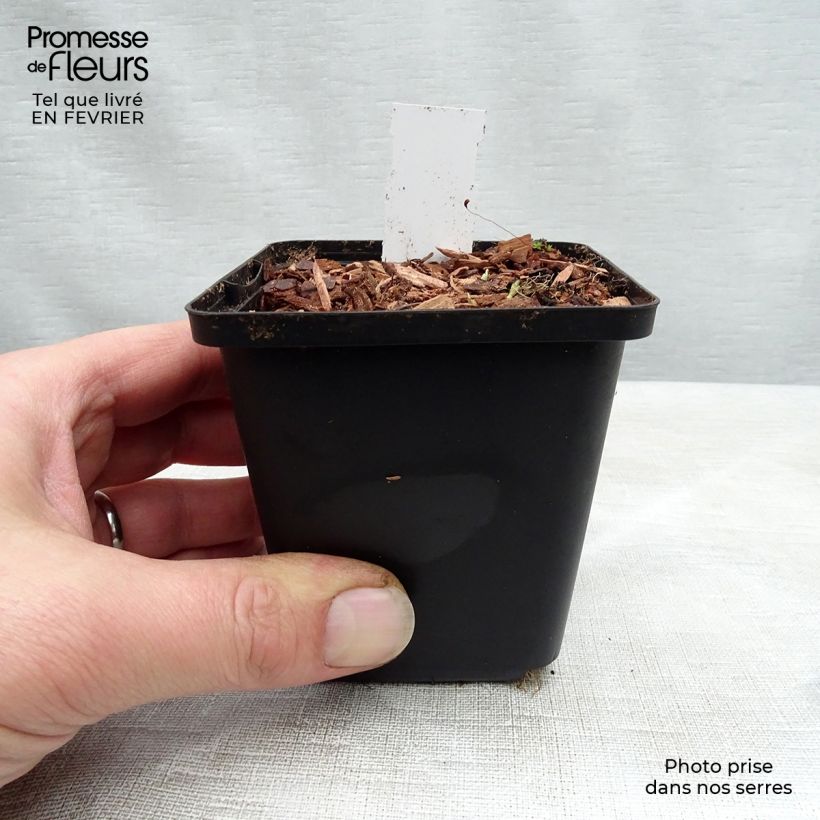 Amostra de Viola sororia Freckles Vaso de 8/9 cm tal como entregue no inverno