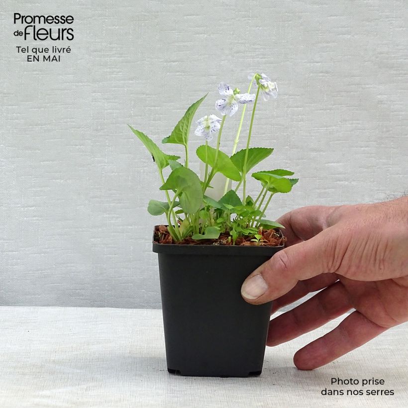 Amostra de Viola sororia Freckles Vaso de 8/9 cm tal como entregue na primavera