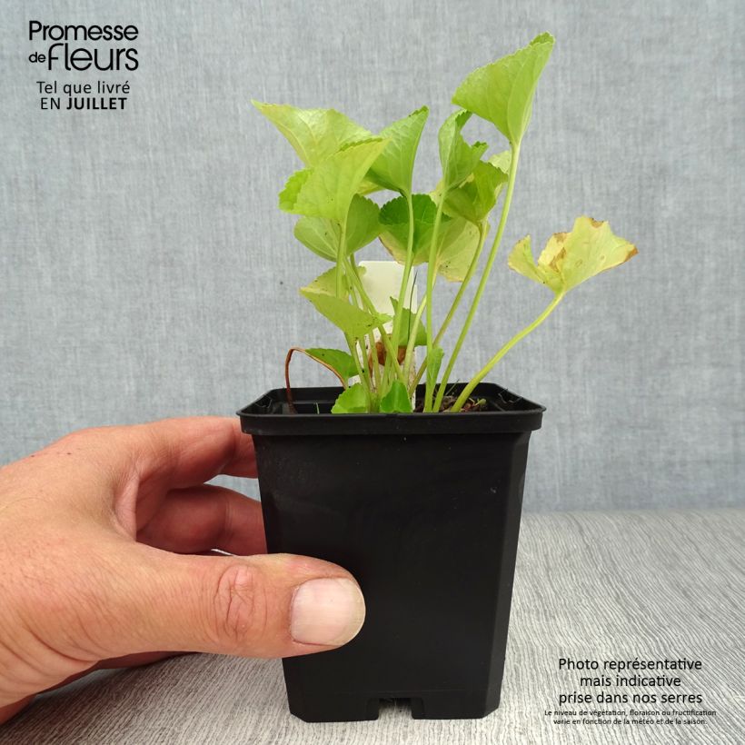 Amostra de Viola sororia Freckles Vaso de 8/9 cm tal como entregue no verão