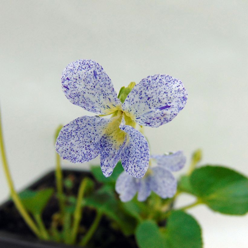 Viola sororia Priceana (Floração)