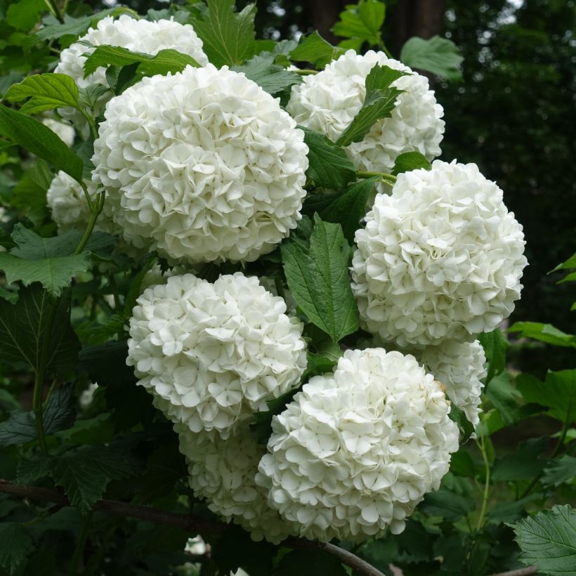 Viburnum opulus Roseum - Bola-de-neve (Floração)