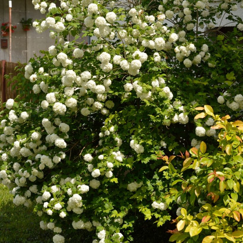 Viburnum opulus Roseum - Bola-de-neve (Hábito)