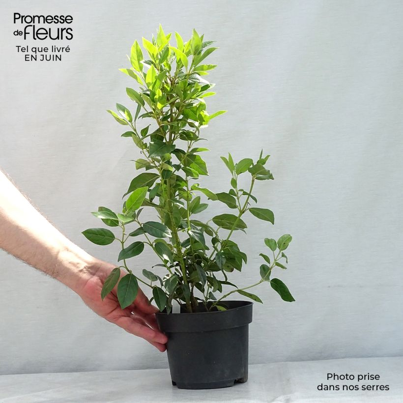 Amostra de Viburnum tinus Spirit - Folhado Vaso de 1,5 L/2 L tal como entregue no verão