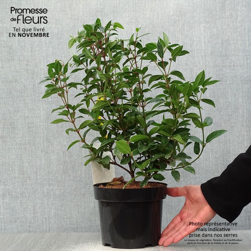 Amostra de Viburnum tinus Spirit - Folhado Vaso de 1,5 L/2 L tal como entregue no outono