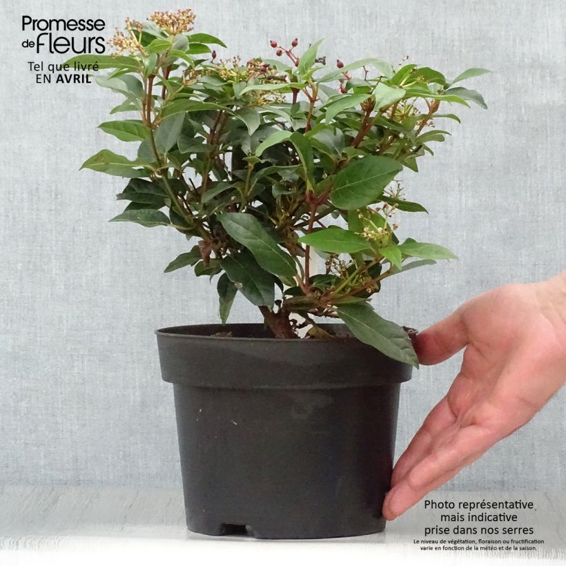 Amostra de Viburnum tinus Spirit - Folhado Vaso de 1,5 L/2 L tal como entregue na primavera