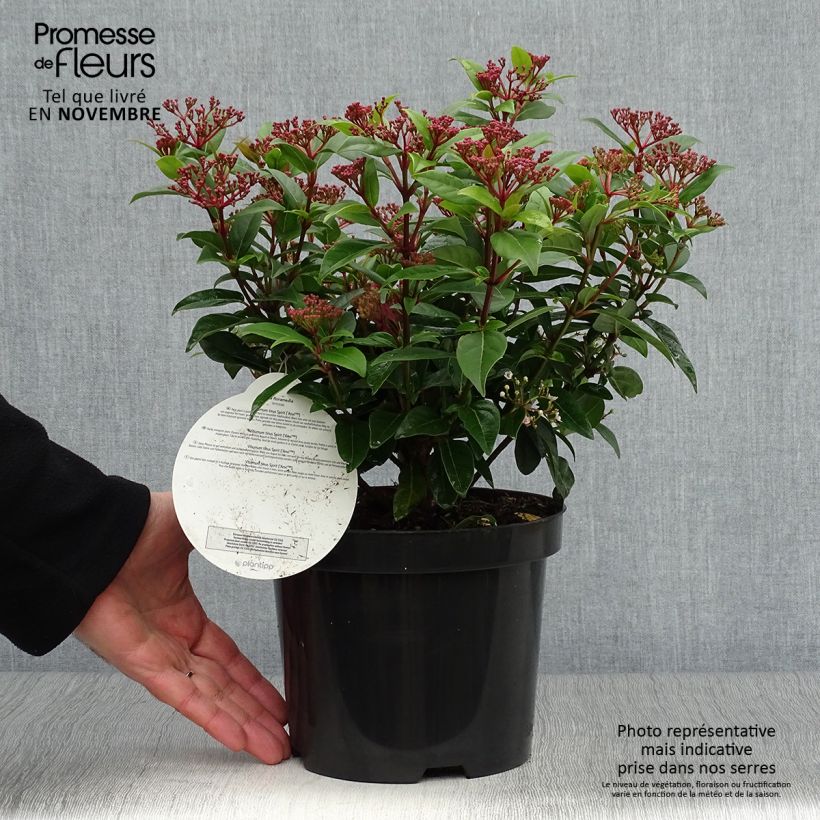 Amostra de Viburnum tinus Spirit - Folhado Vaso de 3 L/4 L tal como entregue no outono