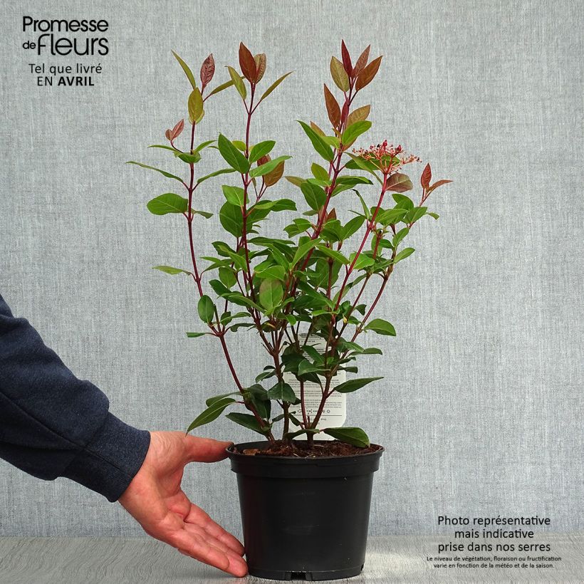 Amostra de Viburnum tinus Spirit - Folhado Vaso de 3 L/4 L tal como entregue na primavera