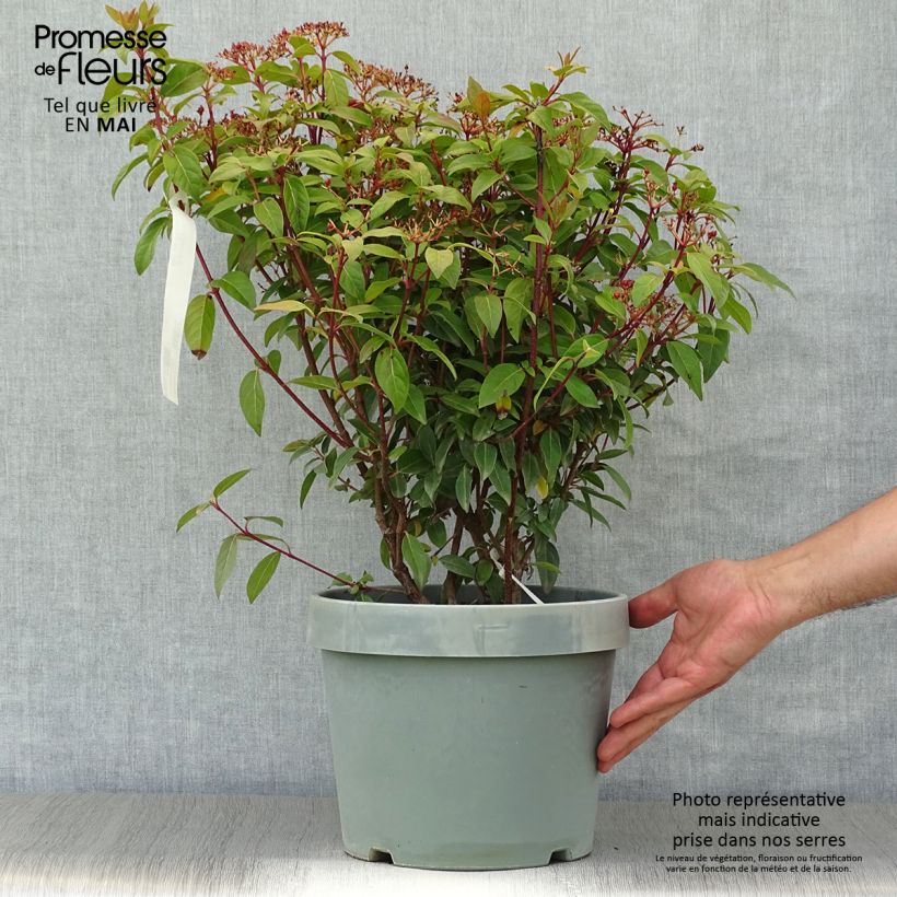 Amostra de Viburnum tinus Spirit - Folhado Vaso de 7,5 L/10 L tal como entregue na primavera