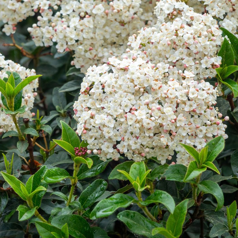 Viburnum tinus - Folhado (Floração)