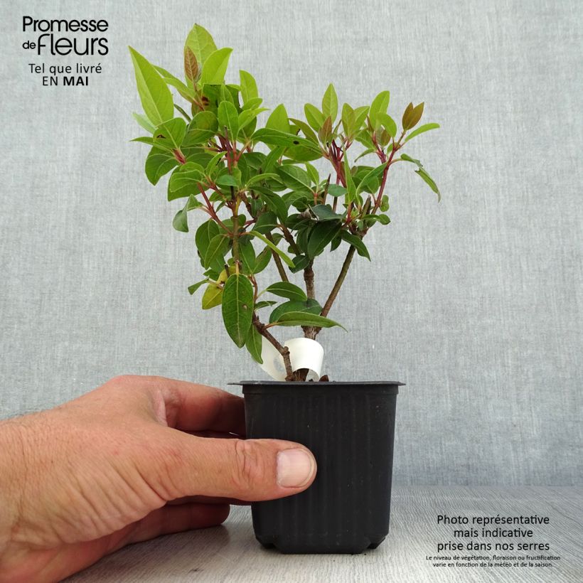 Amostra de Viburnum tinus - Folhado Vaso de 8/9 cm tal como entregue na primavera