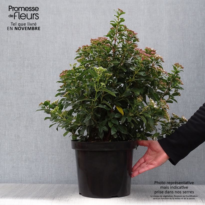 Amostra de Viburnum tinus - Folhado Vaso de 7,5 L/10 L tal como entregue no outono