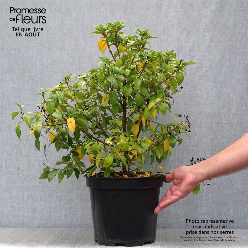 Amostra de Viburnum tinus - Folhado Vaso de 7,5 L/10 L tal como entregue no verão