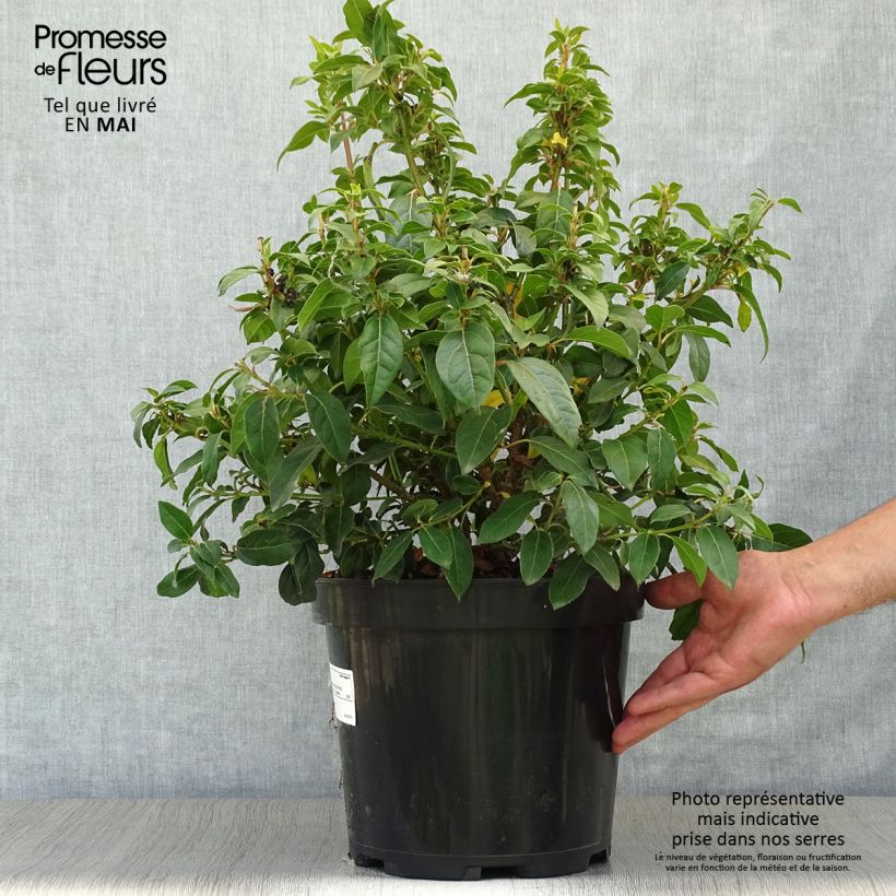 Amostra de Viburnum tinus - Folhado Vaso de 7,5 L/10 L tal como entregue na primavera