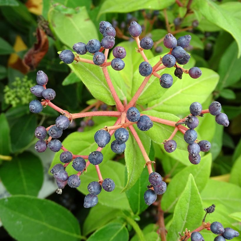 Viburnum tinus - Folhado (Colheita)