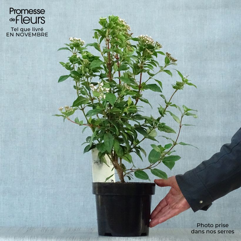 Amostra de Viburnum tinus - Folhado Vaso de 2 L/3 L tal como entregue no outono