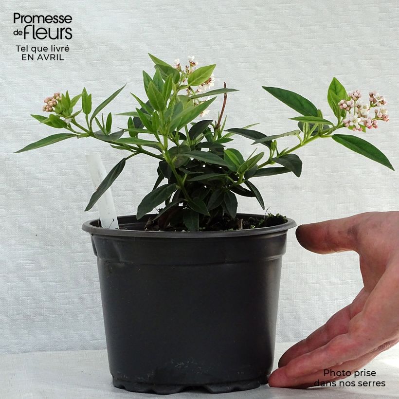 Amostra de Viburnum tinus - Folhado Vaso de 2 L/3 L tal como entregue na primavera