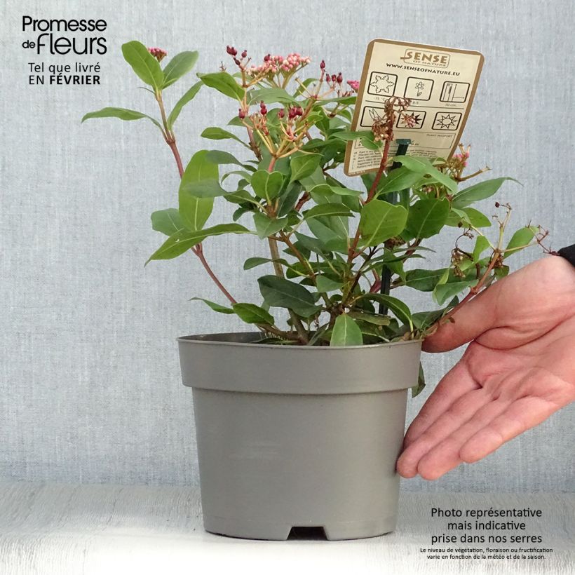 Amostra de Viburnum tinus Gwenllian - Folhado Vaso de 2 L/3 L tal como entregue no inverno