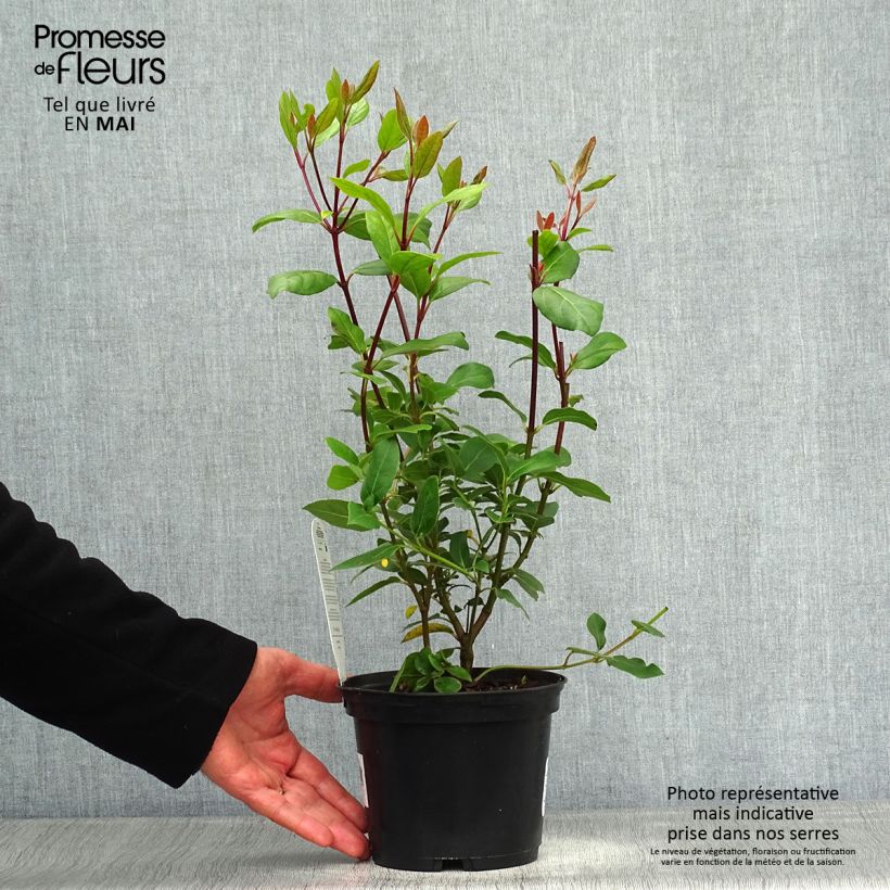 Amostra de Viburnum tinus Gwenllian - Folhado Vaso de 2 L/3 L tal como entregue na primavera