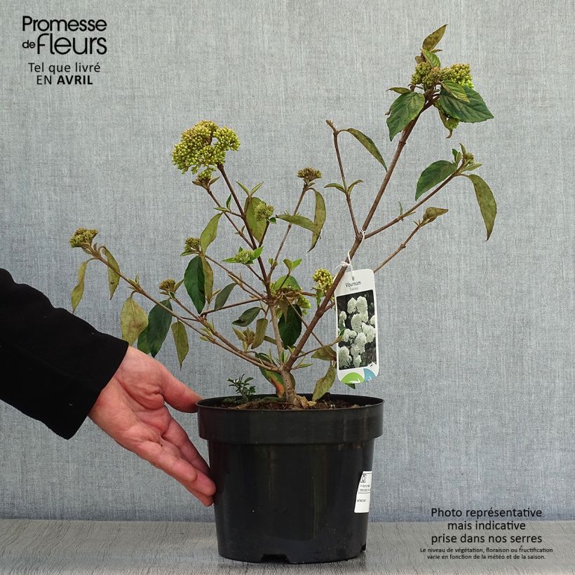 Amostra de Viburnum Eskimo - Viburno Vaso de 2 L/3 L tal como entregue na primavera
