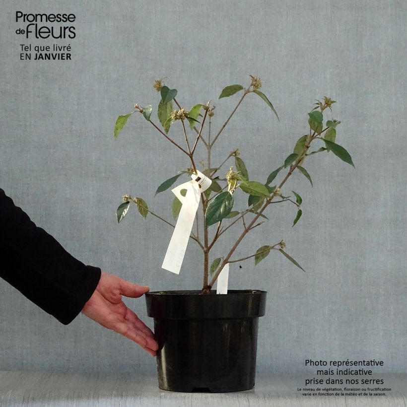 Amostra de Viorne - Viburnum Eskimo Vaso de 4 L/5 L tal como entregue no inverno