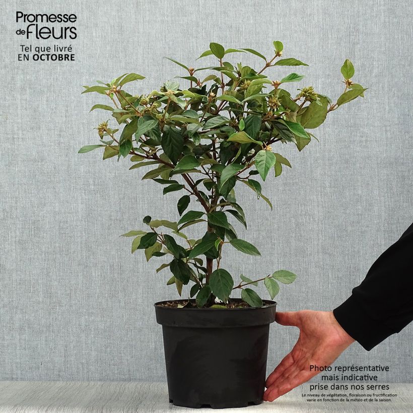 Amostra de Viburnum Eskimo - Viburno Vaso de 4 L/5 L tal como entregue no outono