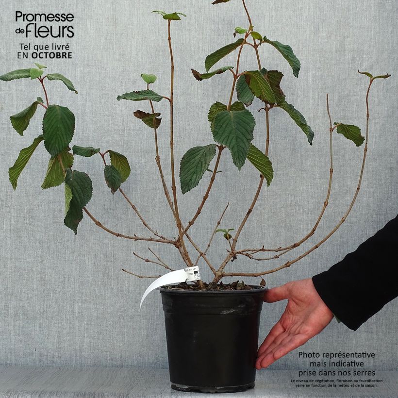 Amostra de Viburnum plicatum Mariesii Great Star - Viburno-do-japão Vaso de 4 L/5 L tal como entregue no outono