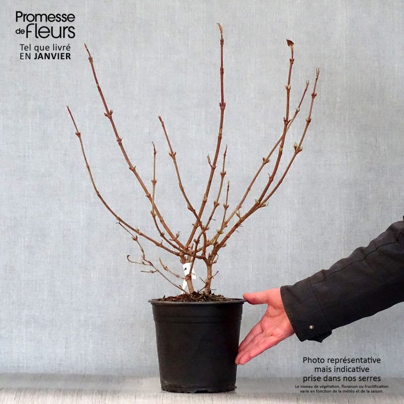 Amostra de Viorne de Chine - Viburnum plicatum Mariesii Great Star Vaso de 4 L/5 L tal como entregue no inverno