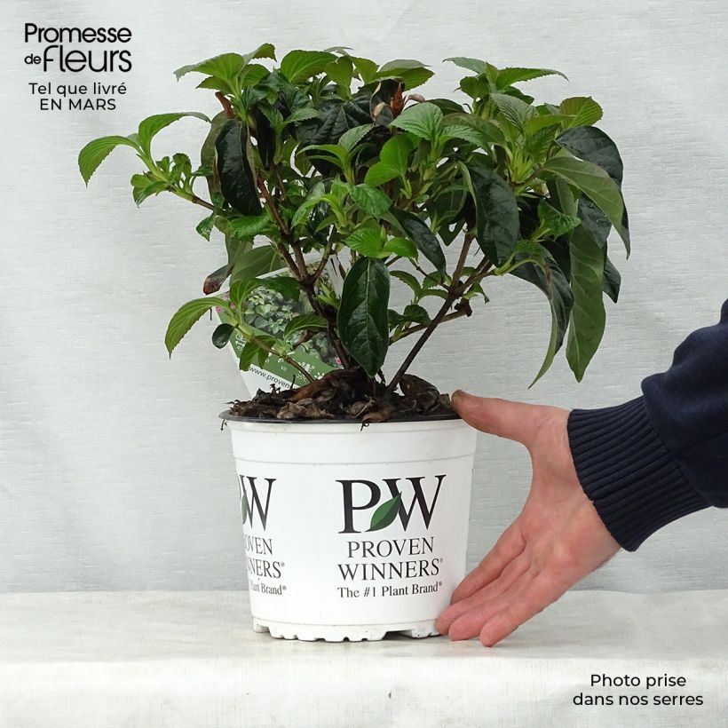 Amostra de Viburnum Shiny Dancer - Viburno Vaso de 3 L/4 L tal como entregue na primavera