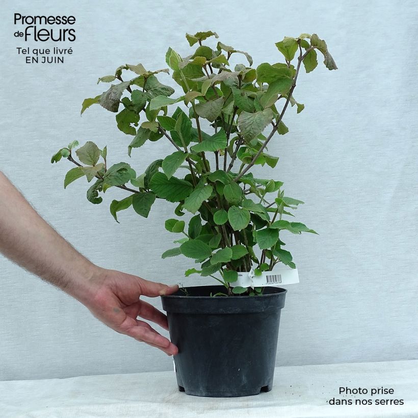 Amostra de Viburnum carlesii Aurora - Viburno-da-Coreia Vaso de 3 L/4 L tal como entregue no verão