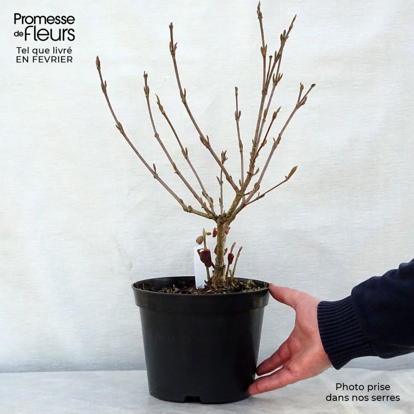 Amostra de Viorne - Viburnum carlesii Aurora Vaso de 3 L/4 L tal como entregue no inverno
