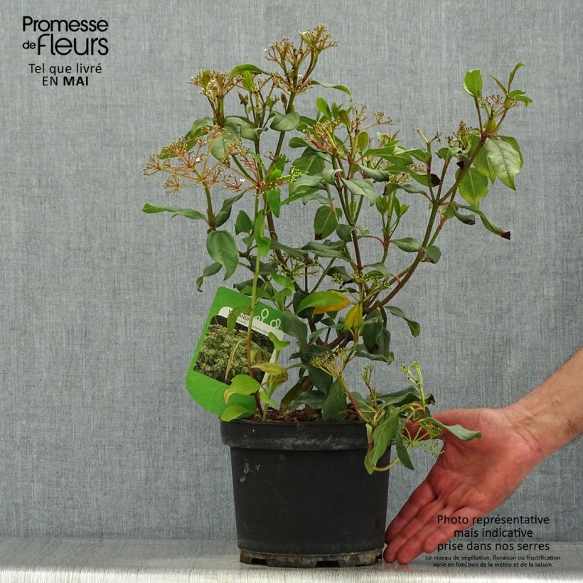 Amostra de Viburnum globosum Jermyns Globe - Viburno-de-David Vaso de 3 L/4 L tal como entregue na primavera