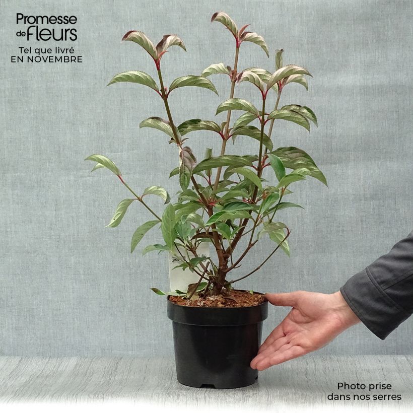 Amostra de Viburnum × hillieri Winton - Viburno Vaso de 3 L/4 L tal como entregue no outono