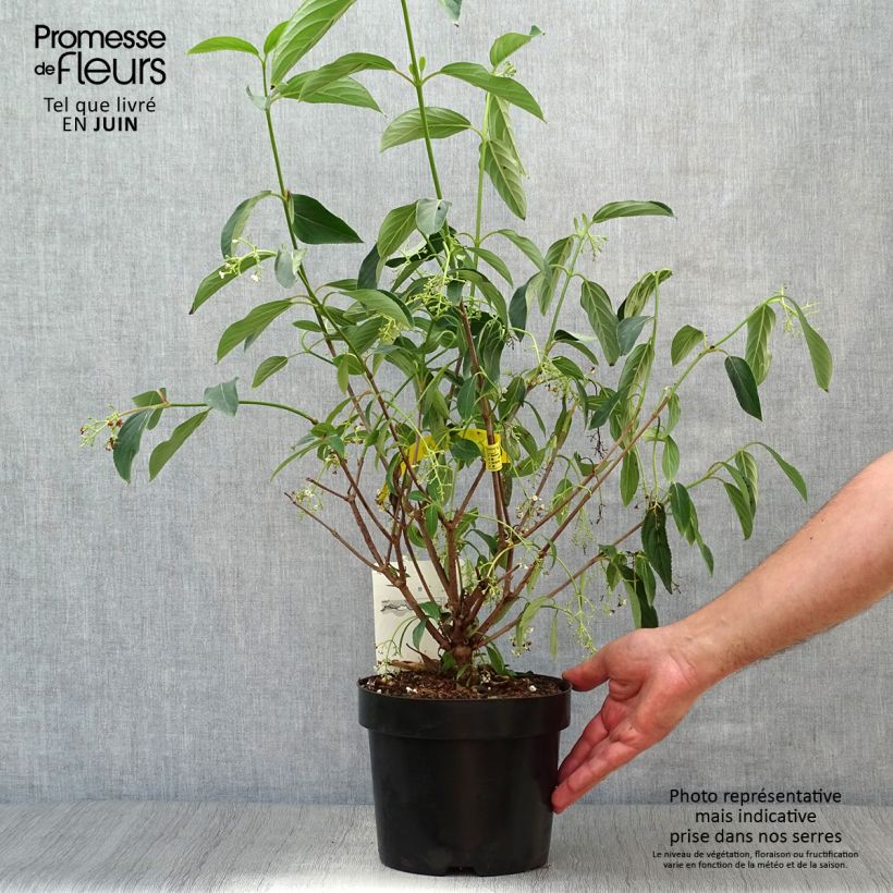 Amostra de Viburnum × hillieri Winton - Viburno Vaso de 3 L/4 L tal como entregue no verão